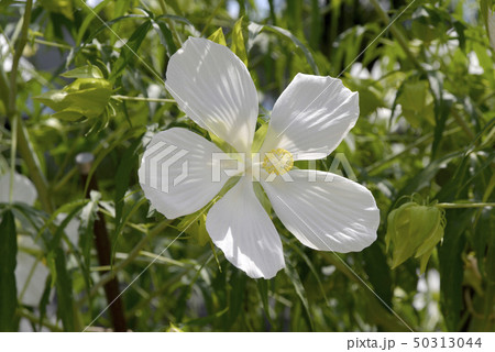 白いアオイの花 白いアオイの花 50313044
