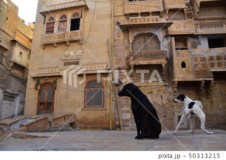 インドのジャイサルメール　世界遺産のジャイサルメール城　砦内の住居と空き地に佇む野良犬 50313215