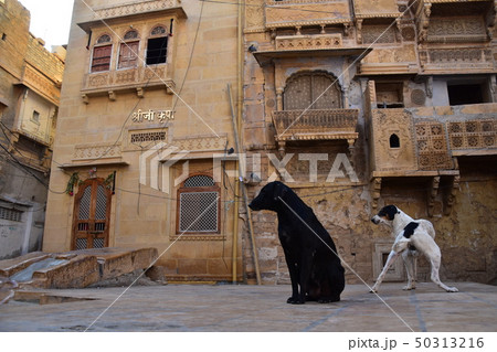 インドのジャイサルメール　世界遺産のジャイサルメール城　砦内の住居と空き地に佇む野良犬 50313216