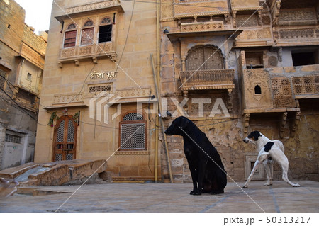 インドのジャイサルメール 世界遺産のジャイサルメール城 砦内の住居と空き地に佇む野良犬 インドのジャイサルメール 世界遺産のジャイサルメール城 砦内の住居と空き地に佇む野良犬 50313217