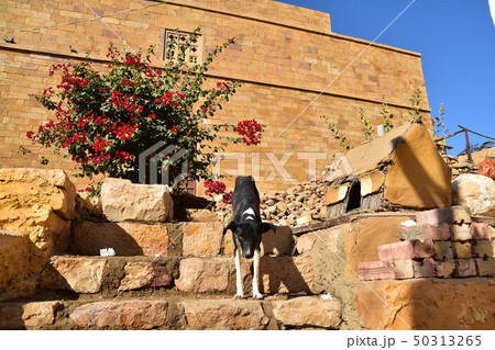 インドのジャイサルメール　世界遺産のジャイサルメール城　砦内の小屋に住む犬と赤い花 50313265