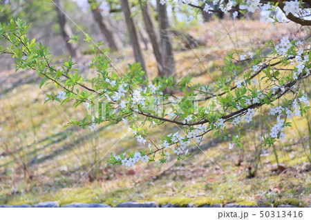 スモモの花 スモモの花 50313416