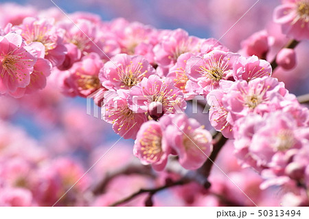 梅 梅 50313494