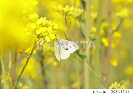 菜の花とモンシロチョウ 50313515