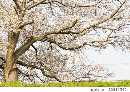 桜　さくら　サクラ 50313542