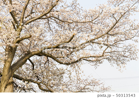 桜　さくら　サクラ 50313543