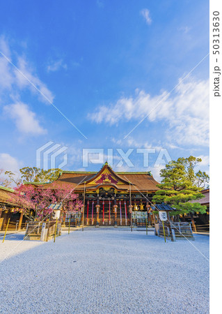 京都 春の北野天満宮 社殿 京都 春の北野天満宮 社殿 50313630