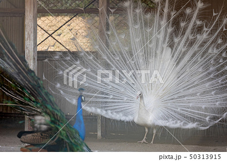 白孔雀 インドクジャク白変種 の求愛の写真素材