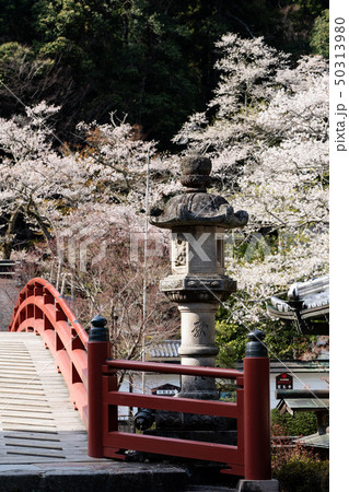 春の室生寺 50313980