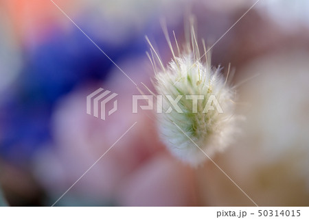 バラのブーケ 50314015