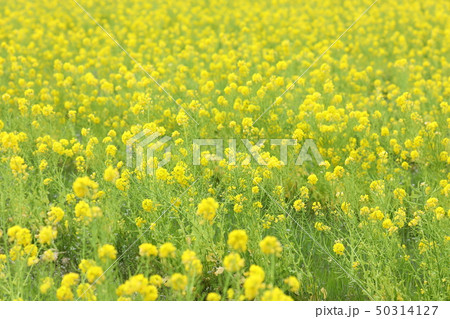 菜の花畑 菜の花畑 50314127
