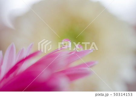 ガーベラ　雫 50314153