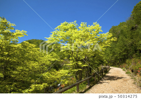 チャツボミゴケ公園　新緑 50314275