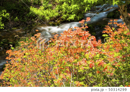チャツボミゴケ公園 新緑とつつじ チャツボミゴケ公園 新緑とつつじ 50314299