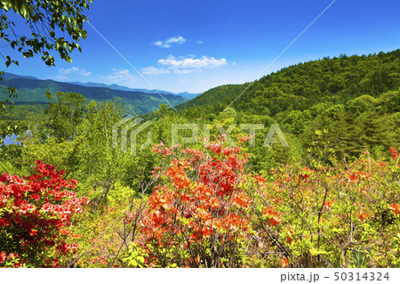 チャツボミゴケ公園　新緑とつつじ 50314324