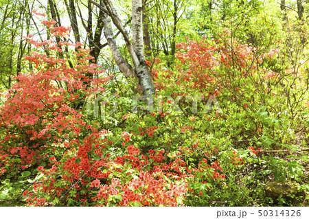 チャツボミゴケ公園　新緑とつつじ 50314326