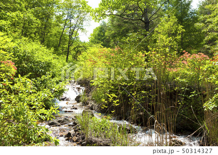 チャツボミゴケ公園　新緑とつつじ 50314327
