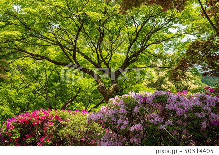 花 花 50314405