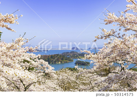 松島 日本三景 西行戻しの松公園 桜 2019年 松島 日本三景 西行戻しの松公園 桜 2019年 50314575
