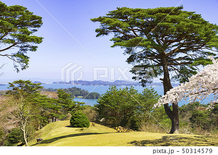 松島 日本三景 西行戻しの松公園 桜 2019年 松島 日本三景 西行戻しの松公園 桜 2019年 50314579