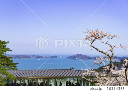 松島 日本三景 西行戻しの松公園 桜 2019年 松島 日本三景 西行戻しの松公園 桜 2019年 50314583