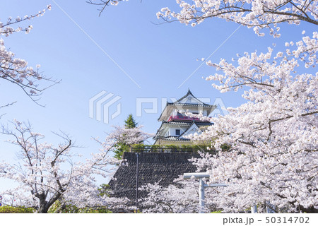涌谷城 城 桜 春 満開 2019年 涌谷城 城 桜 春 満開 2019年 50314702