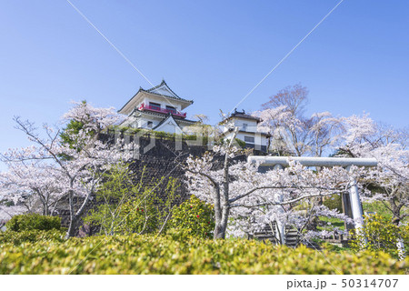 涌谷城 城 桜 春 満開 2019年 涌谷城 城 桜 春 満開 2019年 50314707