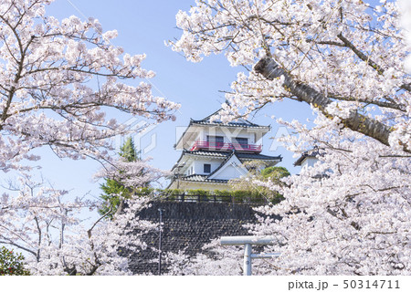 涌谷城 城 桜 春 満開 2019年 涌谷城 城 桜 春 満開 2019年 50314711