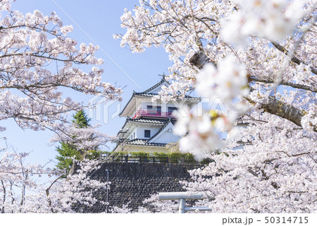 涌谷城　城　桜　春　満開　2019年 50314715