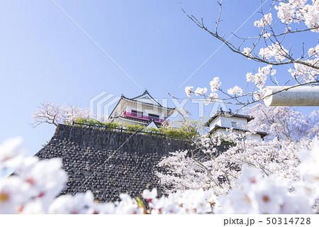 涌谷城　城　桜　春　満開　2019年 50314728