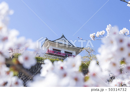 涌谷城　城　桜　春　満開　2019年 50314732