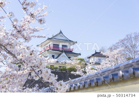 涌谷城　城　桜　春　満開　2019年 50314734