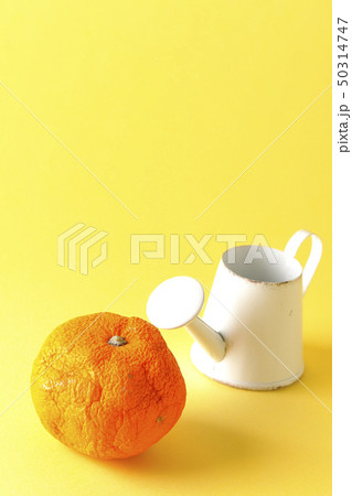 ジョウロとシワシワ蜜柑 ジョウロとシワシワ蜜柑 50314747