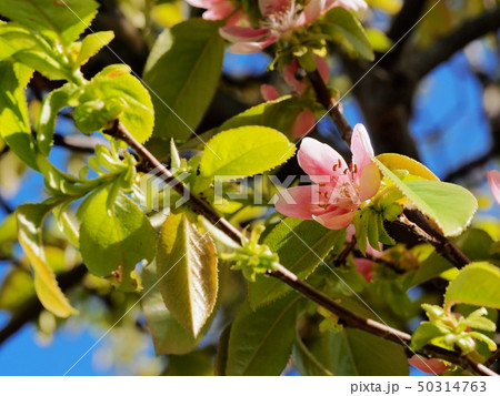 カリンの花 50314763