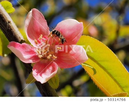 カリンの花とハナバチ 50314766