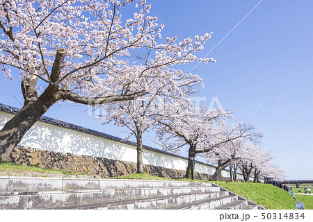 涌谷城 桜 春 塀 桜並木 2019年 涌谷城 桜 春 塀 桜並木 2019年 50314834
