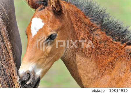 サラブレッドの子馬 サラブレッドの子馬 50314959