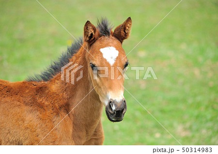サラブレッドの子馬の写真素材