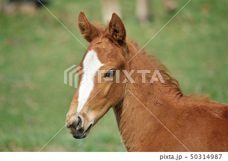 サラブレッドの子馬 50314987