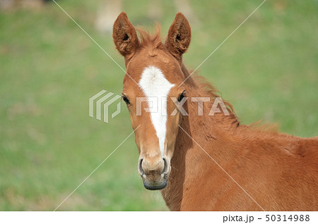サラブレッドの子馬 50314988