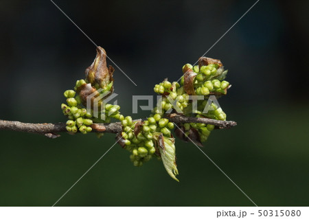 自然　植物　ムクノキ、四月半ば。若葉が目立つ頃には雄花の開花準備がととのいます 50315080