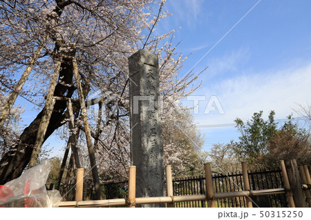 埼玉県北本市石戸蒲桜 埼玉県北本市石戸蒲桜 50315250