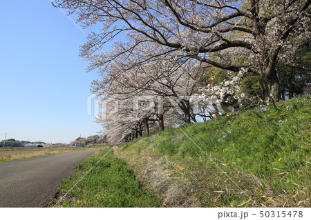 さいたま市見沼区加田屋の春の風景 さいたま市見沼区加田屋の春の風景 50315478