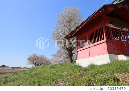 さいたま市見沼区加田屋の春の風景 50315479