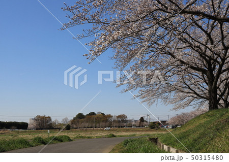 さいたま市見沼区加田屋の春の風景 50315480
