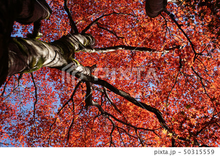 鳥取　四季の散歩　秋　智頭　諏訪神社 50315559
