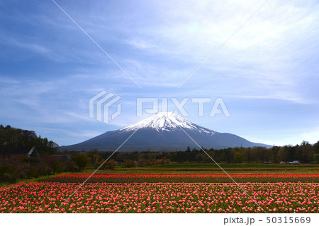富士山とチューリップ 50315669
