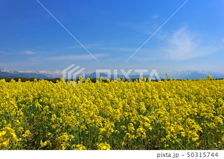 菜の花畑 菜の花畑 50315744