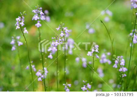 マツバウンラン 50315795