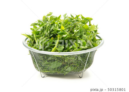 ふじな ふじな 50315801